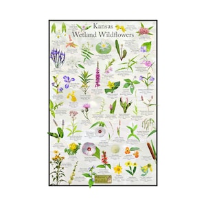 Afiche de identificación de flores silvestres de humedales de Kansas / Guía de campo de flores silvestres / Afiche floral / Identificación de flores de humedales