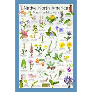 Cartel de identificación de flores nativas de América del Norte Marsh Wildflowers / Afiche de la naturaleza educativa del hábitat de los humedales / Plantas polinizadoras nativas