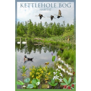 Cartel de la naturaleza del hábitat de Kettlehole Bog / Carteles de vida silvestre y paisajes / Cartel del aula de educación en el hogar / Guía de la naturaleza para niños