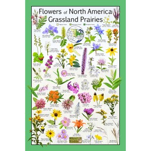 Flores de praderas de pastizales de América del Norte - Gráfico científico educativo sobre flores silvestres nativas - Póster de identificación de flores