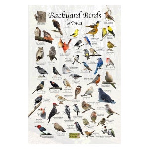 Birds of Iowa Backyard Birding Identification Picture Print/ Field Guide to Common State Birds ID / Birdwatching / Nature Print Poster