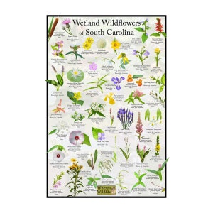 Wetland Wildflowers of South Carolina Flower Identification Poster / Provides Picture ID, Name, Bloom Time, and Native Status