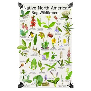 Cartel de identificación de flores silvestres de pantano nativo de América del Norte / cartel de naturaleza de educación de pantano / cartel de naturaleza de sala de clase