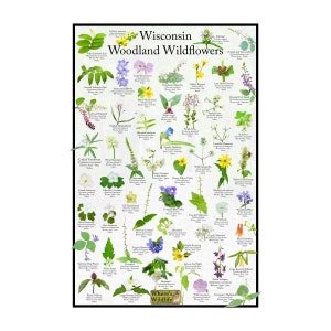 Wisconsin Woodland Wildflower Field Guide / State Flower Identification Poster Print / Provide Picture ID For Common Flowers in Forests