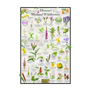 Póster de identificación de flores de flores silvestres de humedales de Misuri/Proporciona identificación con imagen, nombre, tiempo de floración y estado nativo/pósteres educativos