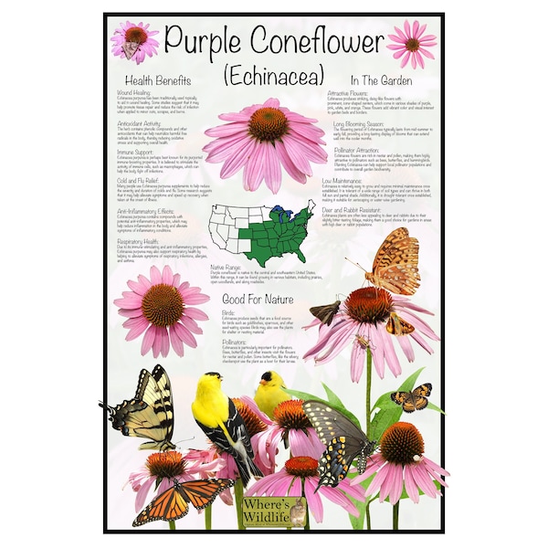 Purple Coneflower - Echinacea Educational Science Chart Poster / Medicinal Health and Garden Poster