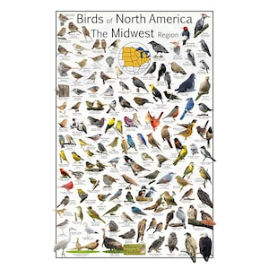 Aves de América del Norte Región del Medio Oeste: proporciona 111 identificaciones de aves - Guía de carteles para la observación de aves - Cuadro educativo sobre ciencias naturales