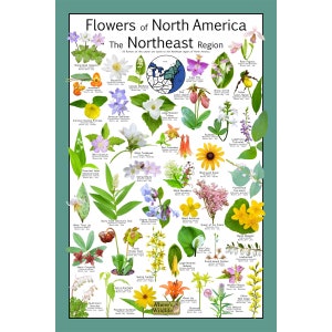Sinfonía floral del noreste: un viaje botánico a través de 43 flores silvestres nativas / plantas polinizadoras nativas Flor Póster