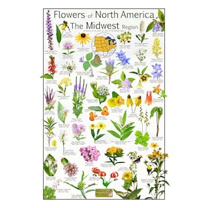 Flores de América del Norte Región del Medio Oeste - Gráfico científico educativo sobre flores silvestres nativas - Póster de identificación de flores