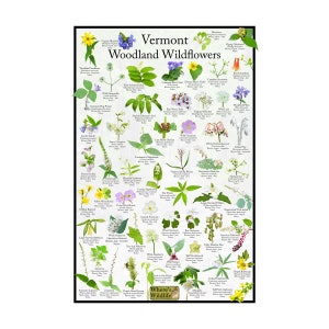 Cartel de identificación de flores silvestres de Vermont Woodland / Guía de campo de identificación de flores