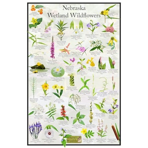 Afiche de flores silvestres de los humedales de Nebraska / Guía estatal de flores que proporciona identificación con fotografía, nombre y estado nativo / Afiche de identificación con fotografía de flores