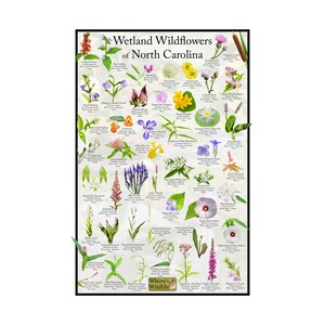 Póster de identificación de flores de las flores silvestres de los humedales de Carolina del Norte / Proporciona identificación con foto, nombre, tiempo de floración y estado nativo