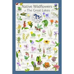 Póster de identificación de flores de flores silvestres nativas de la región de los Grandes Lagos / Póster educativo sobre la naturaleza / Cuadro de flores nativas de América del Norte