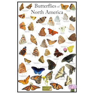 Póster de mariposas comunes de América del Norte / Guía de campo de mariposas / Identificación de imágenes de mariposas comunes / Póster vertical