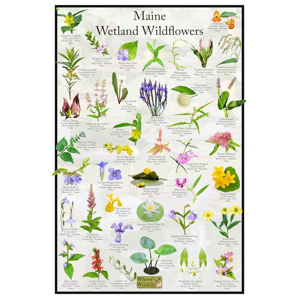 Maine Wetland Wildflower Poster / Native State Flower Identification Field Guide / Provide Picture ID, Botanical Name, & Bloom Time