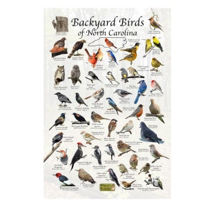 Birds of North Carolina Backyard Birding Identification Picture Print/ Field Guide to Common State Birds ID / Birdwatching / Nature Poster image 1