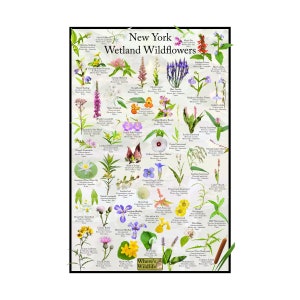Póster de identificación de flores de flores silvestres de humedales de Nueva York/proporciona identificación con imagen, nombre, tiempo de floración y estado nativo/carteles educativos