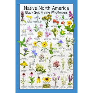 Cartel de identificación de flores silvestres de la pradera del suelo negro nativo de América del Norte / Cartel de la naturaleza educativa / Plantas polinizadoras nativas