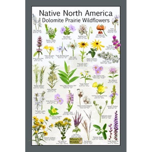 Cartel de identificación de flores silvestres de la pradera de dolomita de América del Norte nativa / Cartel de naturaleza educativa / Plantas polinizadoras nativas