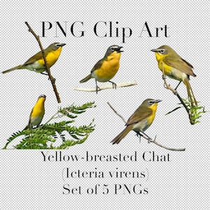 Yellow Breasted Chat (Icteria virens) Warbler Bird Clip Art (Set of 5) PNG Clipart con fondo transparente Photoshop Overlays. De color
