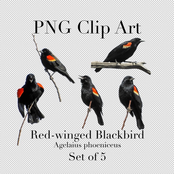 Red Winged Blackbird Bird Cutouts Set of 5 PNG Clipart with transparent background Photoshop Overlays. Advertising, Banners, Education, etc.