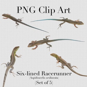 Zes-gevoerde Racerunner Lizard Set van 5 PNG Clipart met transparante achtergrond Photoshop Overlays. Reclame, Banners, Onderwijs, plakboek