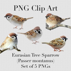 Eurasischer Baum Spatz Vogel Cutout Set von 5 PNG Clipart mit transparentem Hintergrund Photoshop Overlays. Werbung, Banner, Bildung, etc