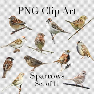 Spatz Vogel Varietät (11er Set) PNG Clipart mit transparentem Hintergrund Photoshop Overlays. Werbung, Banner, Bildung, Scrapbooking,