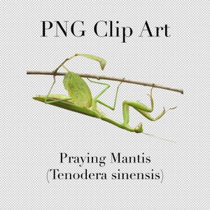 May include: A green praying mantis, also known as Tenodera sinensis, is hanging upside down from a branch.