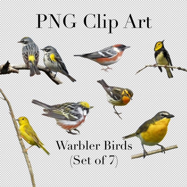 Warbler Bird (Set of 7) PNG Clipart with transparent background Photoshop Overlays. Advertising, Banners, Education, Scrapbooking,