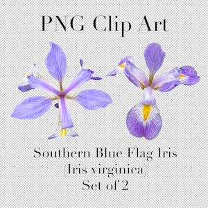 May include: Two purple and blue Southern Blue Flag Iris (Iris virginica) flowers with yellow centers. PNG Clip Art. Set of 2.