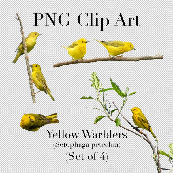 Yellow Warbler Bird (Set of 4) PNG Clipart with transparent background Photoshop Overlays. Advertising, Banners, Education, Scrapbooking,
