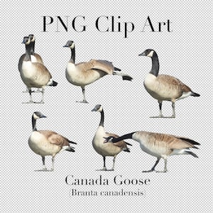 Canada Goose (Branta canadensis) PNG Clipart (5er Set) mit transparentem Hintergrund Photoshop Overlays. Werbung, Banner, Scrapbooking,