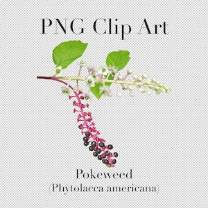 Pokeweed (Phytolacca americana) Wildflower PNG Clipart / Clipart mit transparentem Hintergrund Photoshop Overlays. Werbung, Banner,
