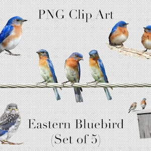 Eastern Bluebird Vogel 5er Set PNG Clipart mit transparentem Hintergrund Photoshop Overlays. Werbung, Banner, Bildung, Marketing etc