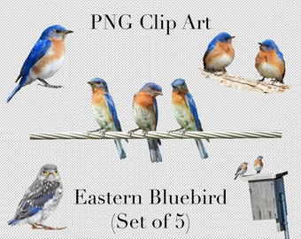 Eastern Bluebird Bird Set of 5 PNG Clipart with transparent background Photoshop Overlays. Advertising, Banners, Education, Marketing etc