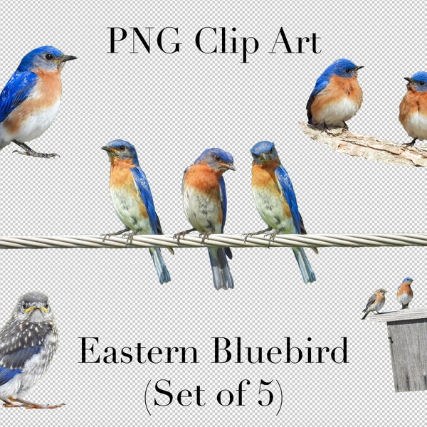 Eastern Bluebird Bird Set of 5 PNG Clipart with transparent background Photoshop Overlays. Advertising, Banners, Education, Marketing etc