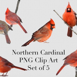 Northern Cardinal Bird Set of 5 PNG Clipart with transparent background Photoshop Overlays. Advertising, Banners, Education, Marketing etc