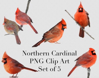 Northern Cardinal Bird Set of 5 PNG Clipart with transparent background Photoshop Overlays. Advertising, Banners, Education, Marketing etc