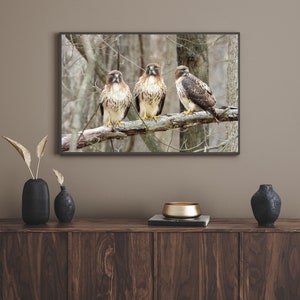 Red-tailed Hawk Perched on a Branch Nature Picture Print image 5