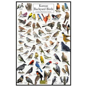 Póster de aves de jardín en Kansas - Tabla de observación de aves de Kansas que destaca las aves en su comedero - Póster de naturaleza