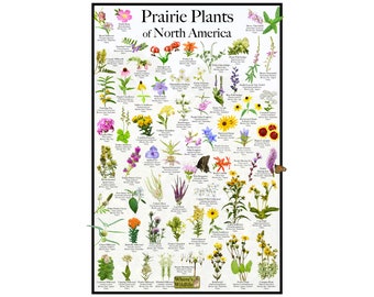 Prairie Plants of North America / Pollinator Plant Poster / Wildflower Print / Native Plant Poster / Prairie Wildflower Wall Art / Flower ID