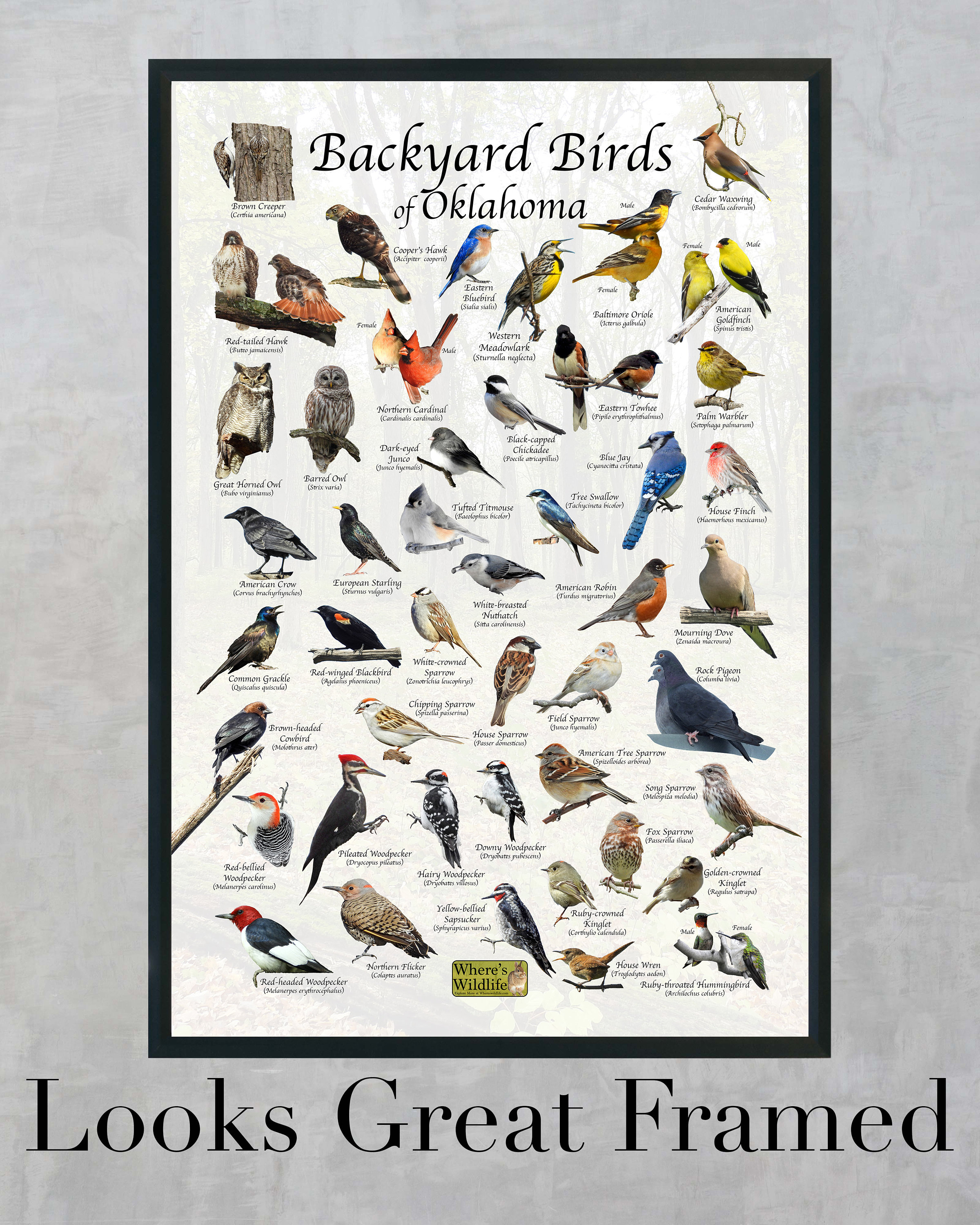 Birds of Oklahoma Backyard Birding Identification Picture Print
