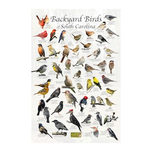 Birds of South Carolina Backyard Bird Identification Poster / Bird ID Field Guide / Bird Watching / Nature Poster