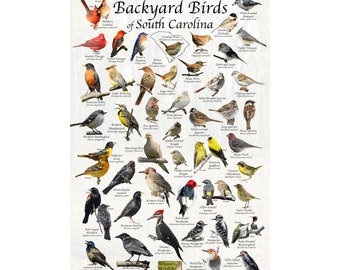 Birds of South Carolina Backyard Bird Identification Poster / Bird ID Field Guide / Bird Watching / Nature Poster