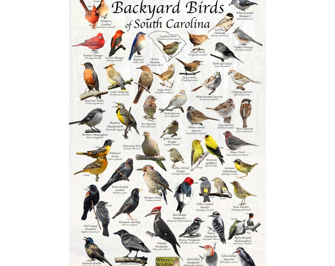 Birds of South Carolina Backyard Bird Identification Poster / Bird ID Field Guide / Bird Watching / Nature Poster