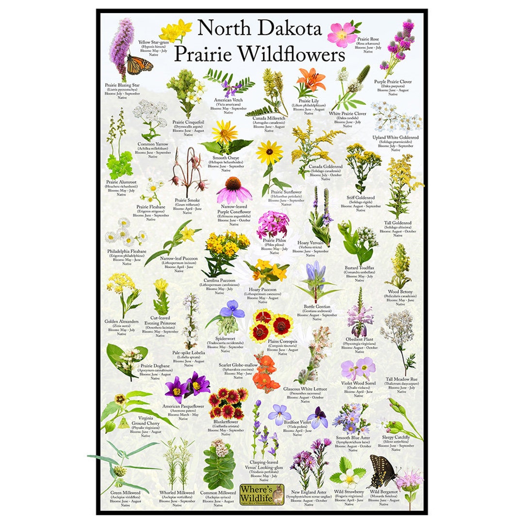 North Dakota Prairie Wildflower Poster / State Flower Guide Providing ...