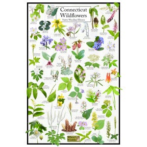 Flores silvestres de Connecticut - Cuadro de flores de bosques nativos - Flores de Connecticut - Póster de plantas nativas de Connecticut - Cuadro de ciencias