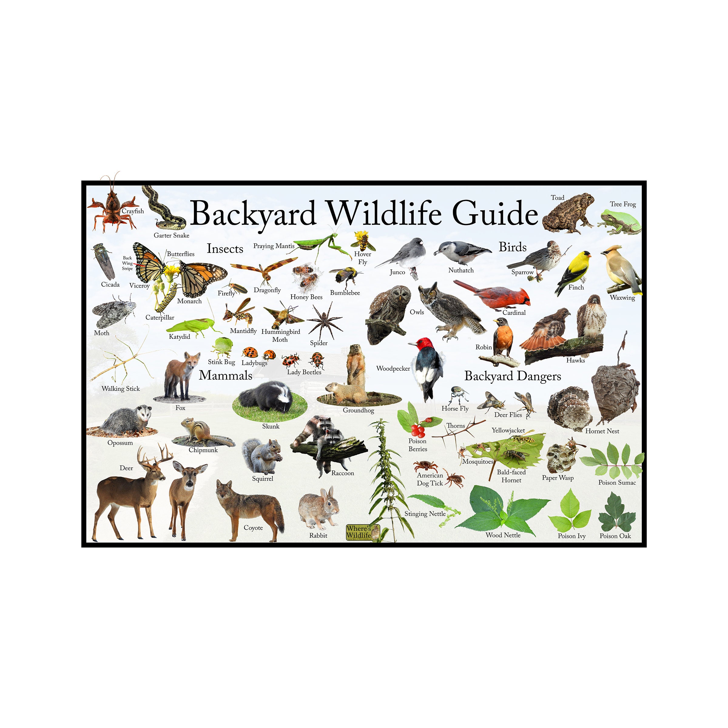 Biodiversity in Your Backyard