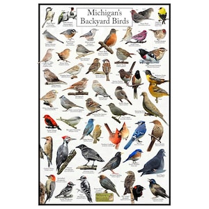 Afiche de aves del patio trasero de Michigan: cuadro de observación de aves de Michigan que destaca las aves en su comedero para pájaros: guía educativa sobre aves